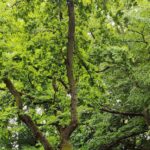 Espaces verts : consultez le plan d’élagage des arbres 2021-2022
