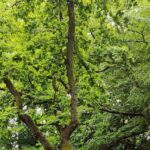 Arbres : consultez le plan d’élagage 2023-2024
