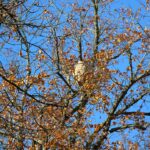 Frelon asiatique : les pièges de printemps déconseillés