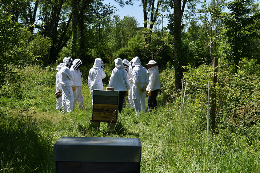 Info Venez visiter le conservatoire de l’abeille noire à la Grande Isle: cessonsevigne